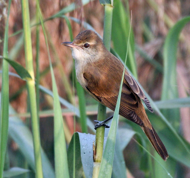 Oriental Reed Warbler