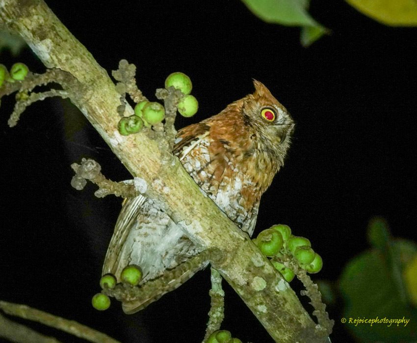 Oriental Scops Owl