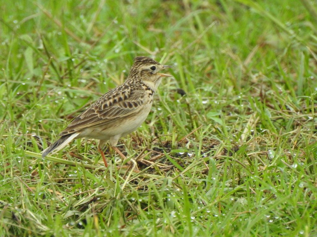 Oriental Skylark