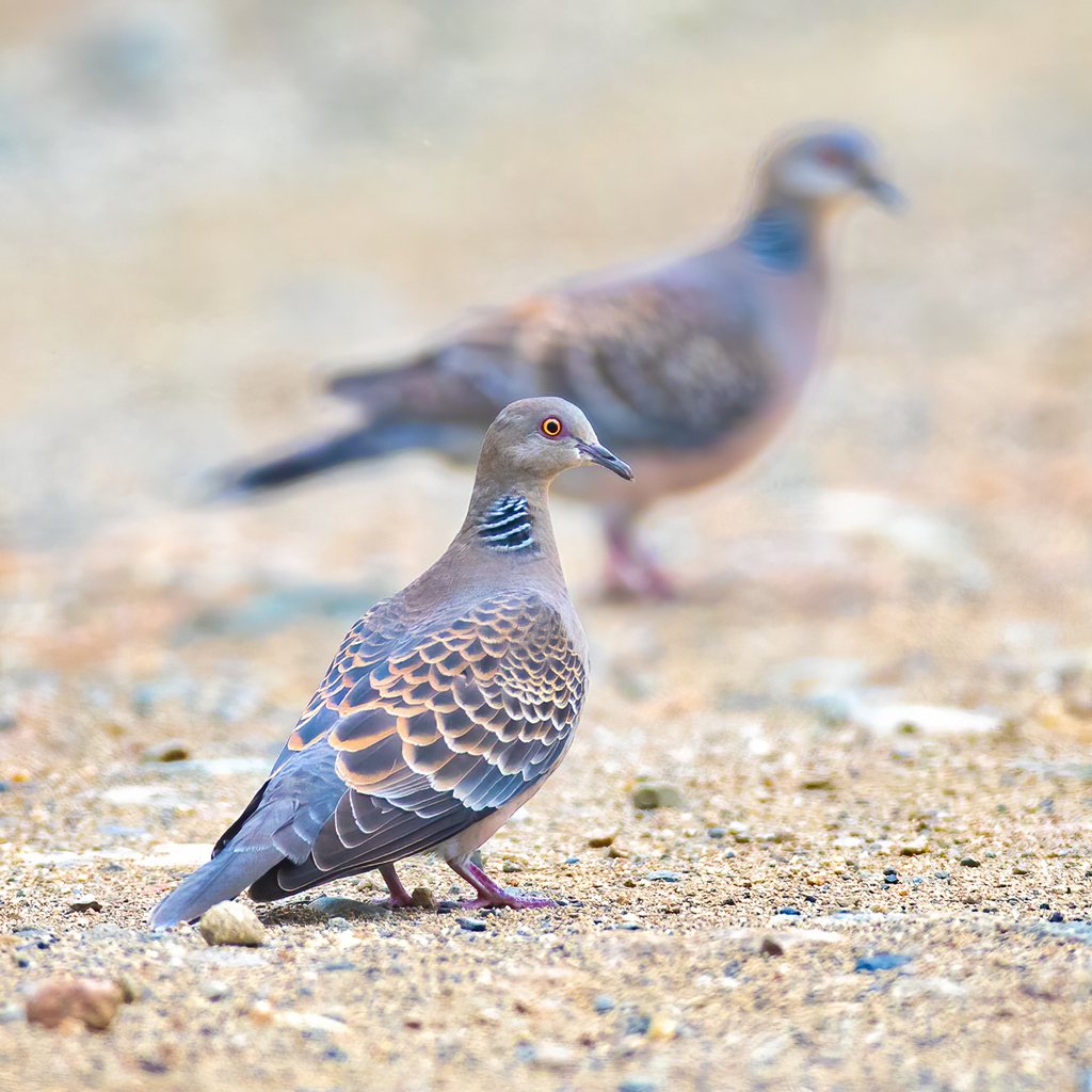 Oriental Turtle-dove