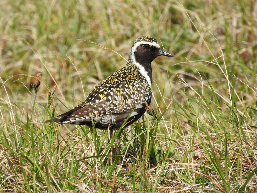 Pacific Golden Plover