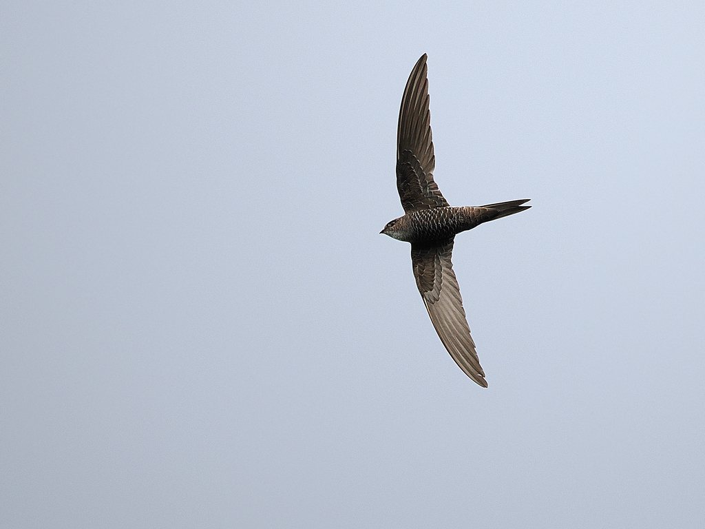 Pacific Swift