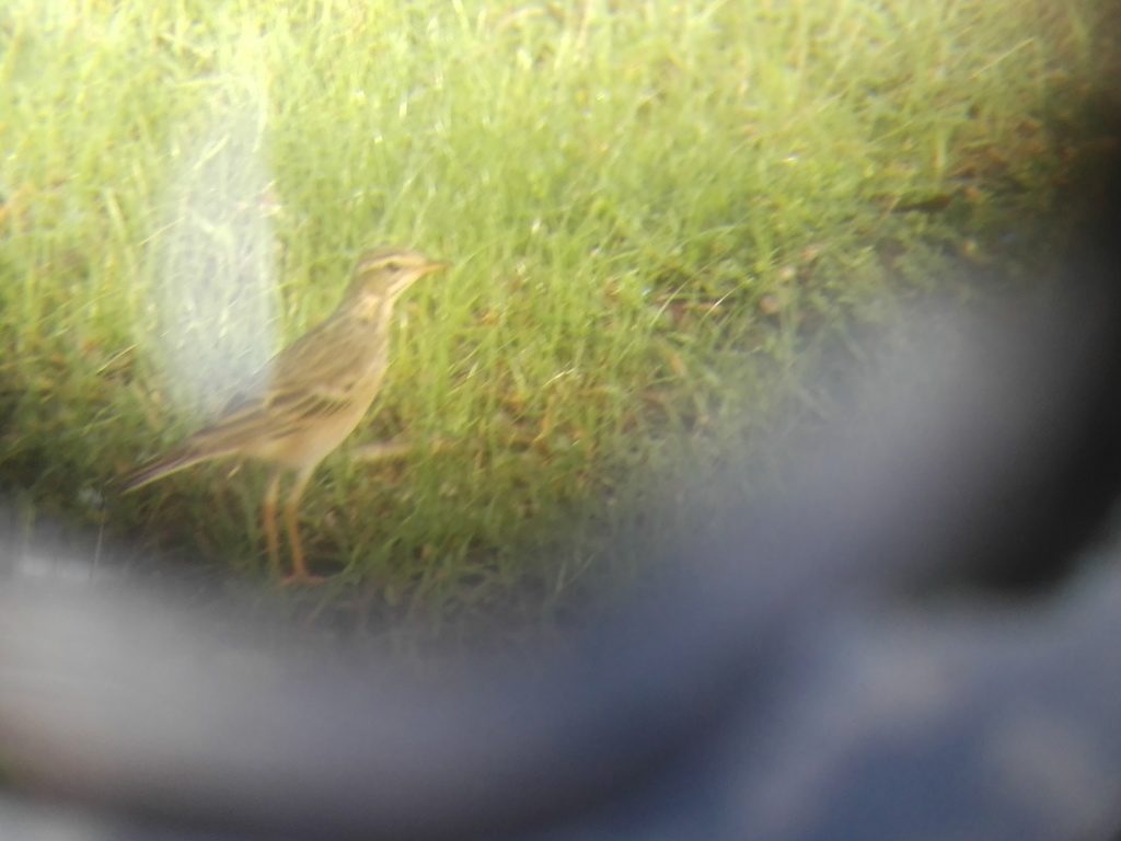 Paddyfield Pipit