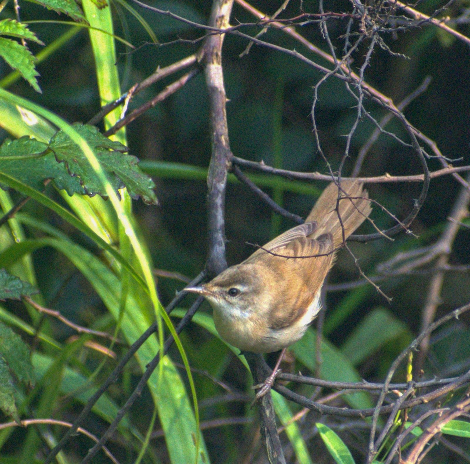 Paddyfield Warbler