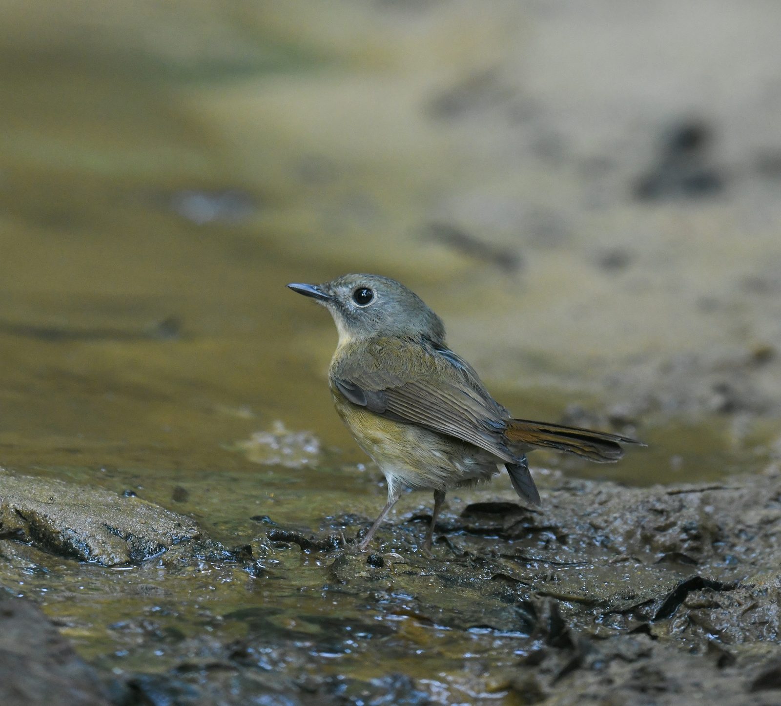 Pale-chinned Flycatcher