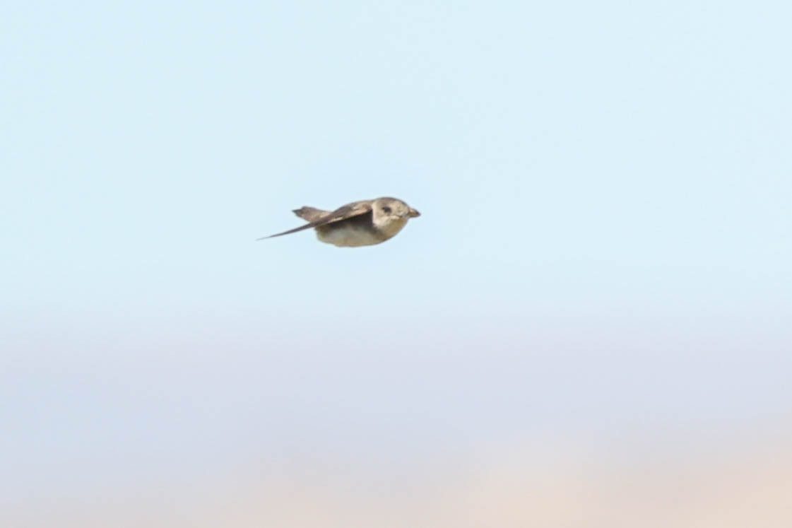 Pale Martin