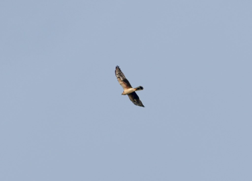 Pallid Harrier