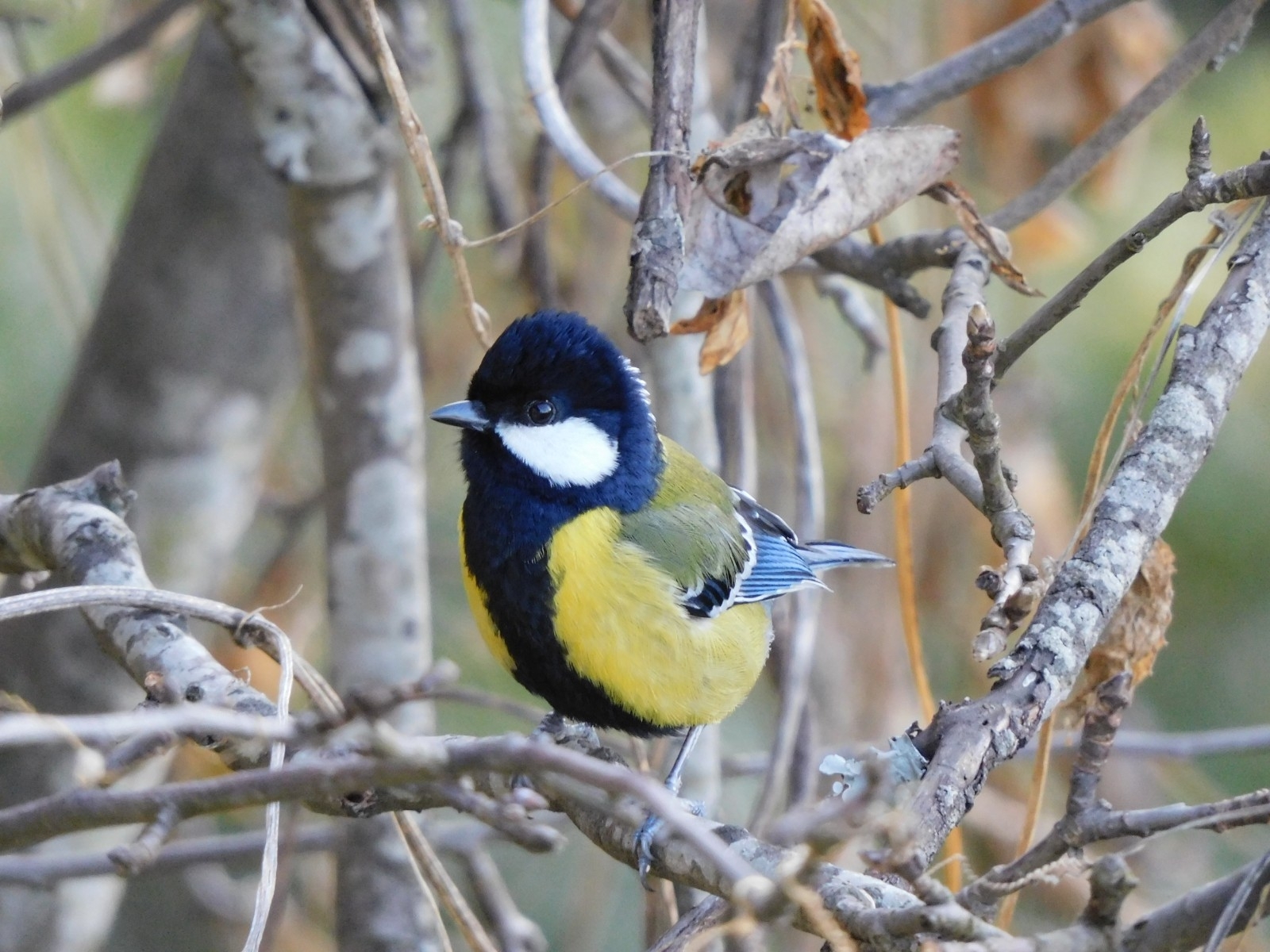 Green-backed Tit