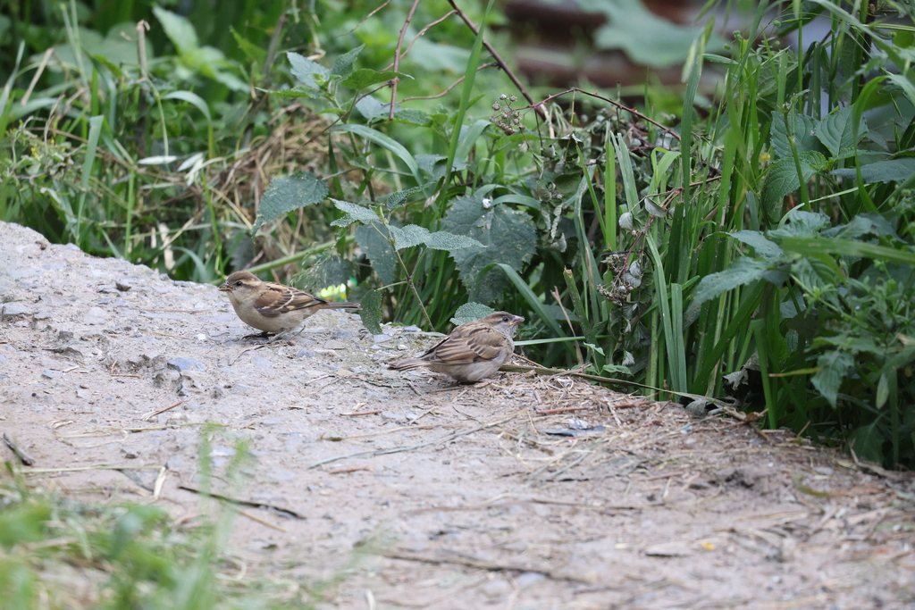 Russet Sparrow