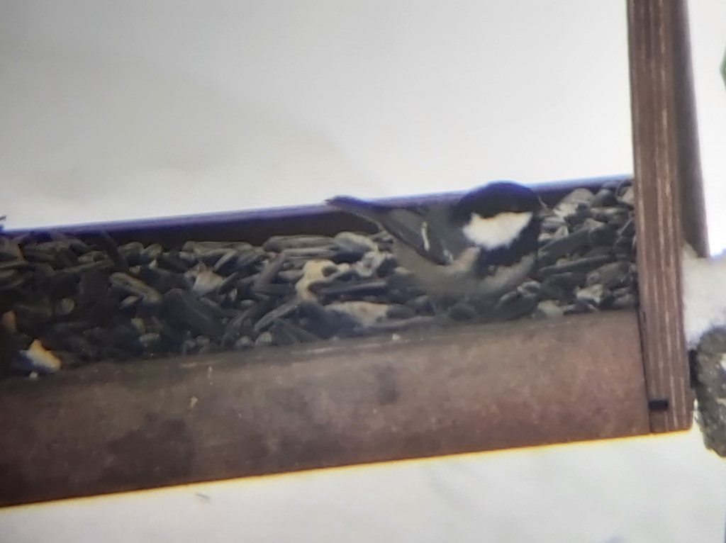 Coal Tit