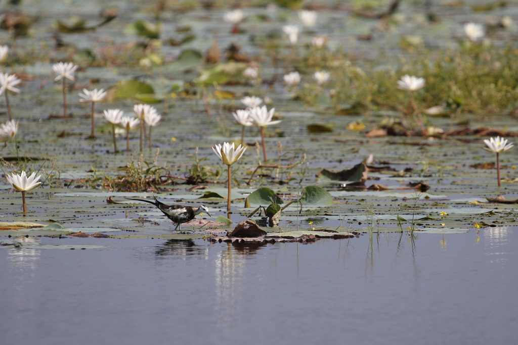 Pheasant-tailed Jacana