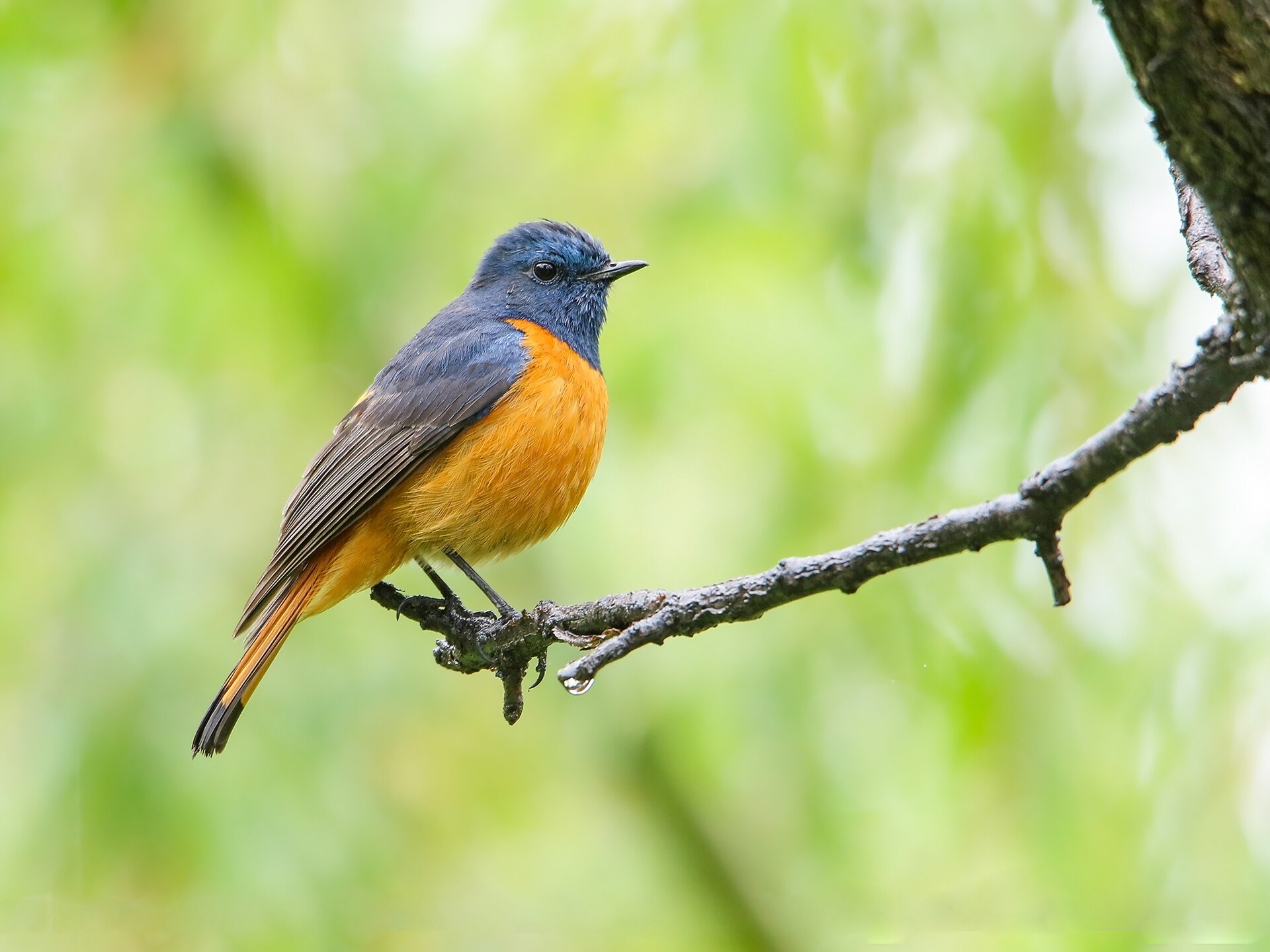 Blue-fronted Redstart