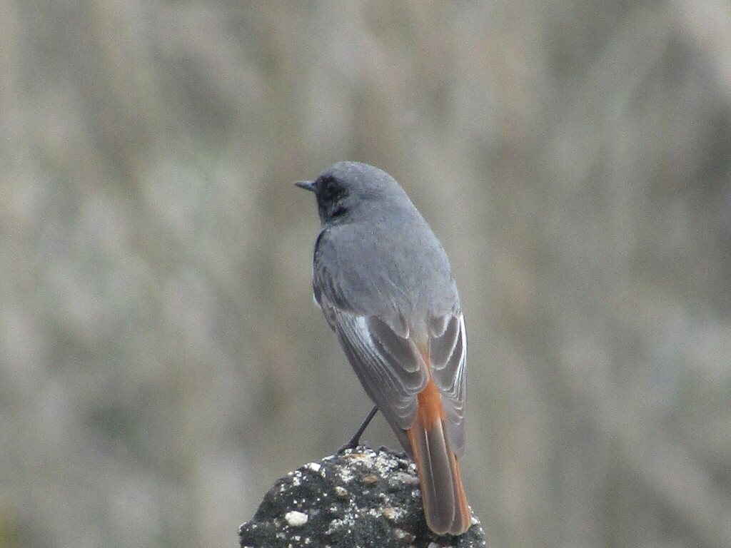 Black Redstart