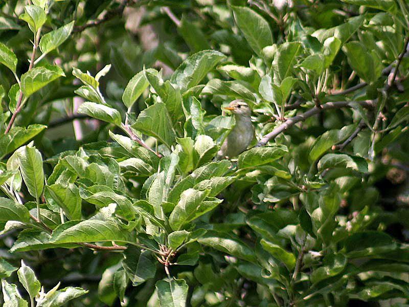 Western Crowned Warbler
