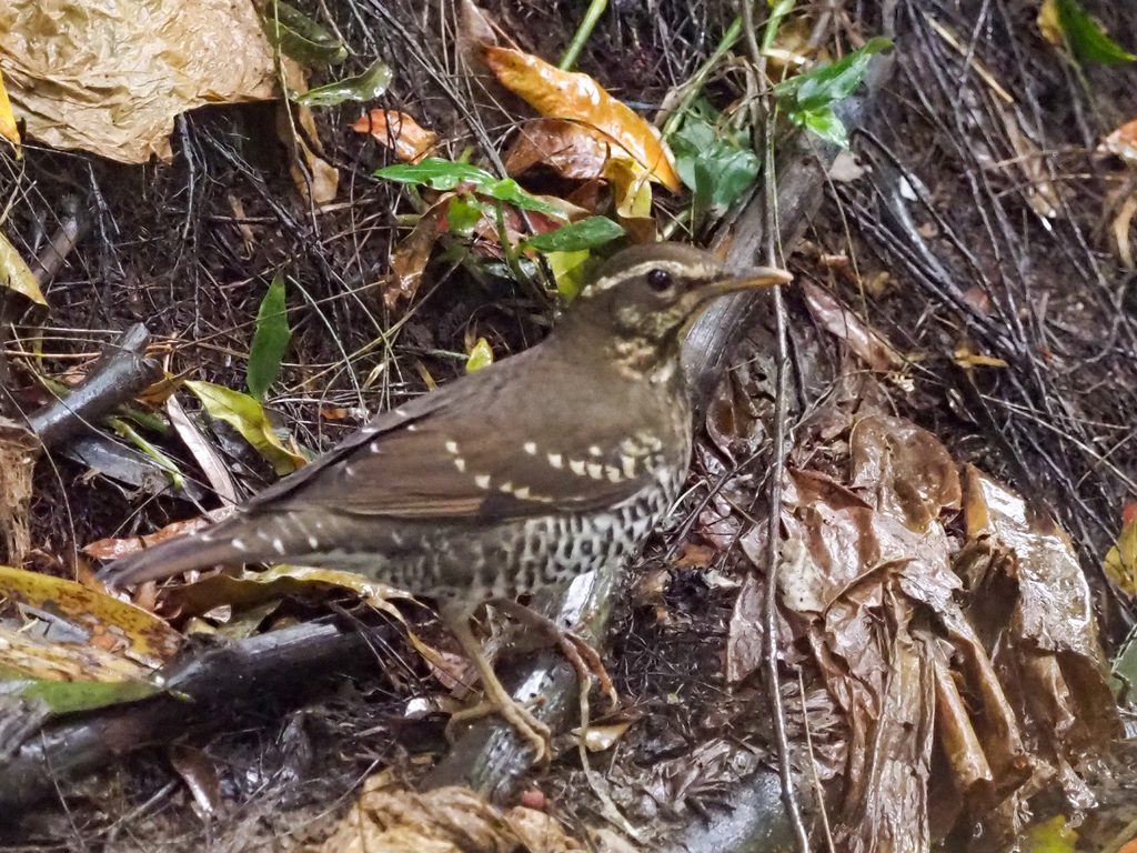 Pied Thrush