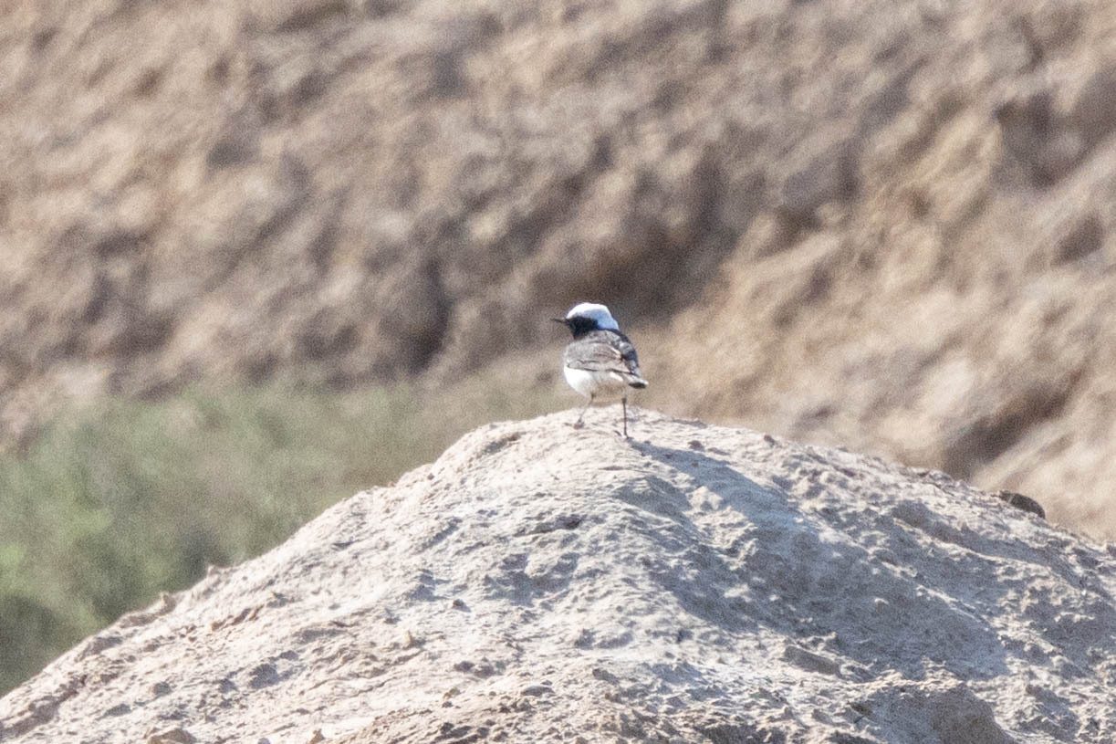 Pied Wheatear