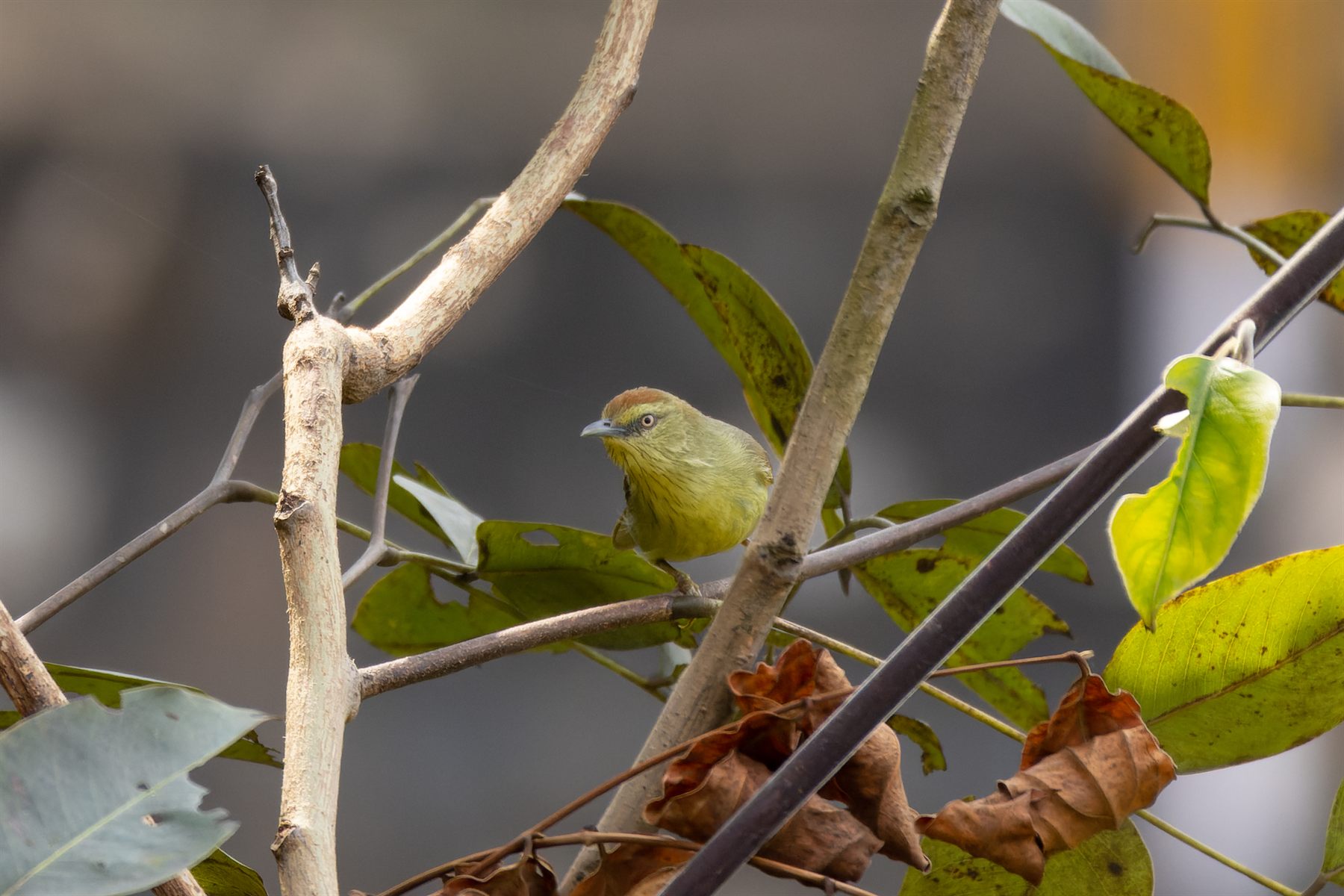 Pin-striped Tit-Babbler