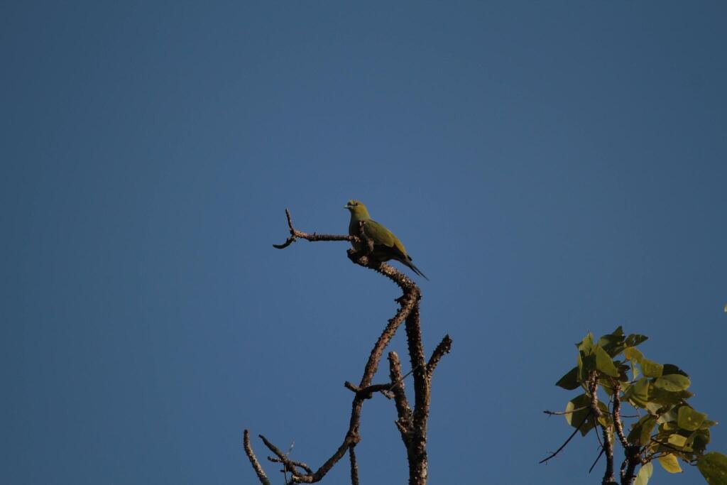 Pin-tailed Green-pigeon