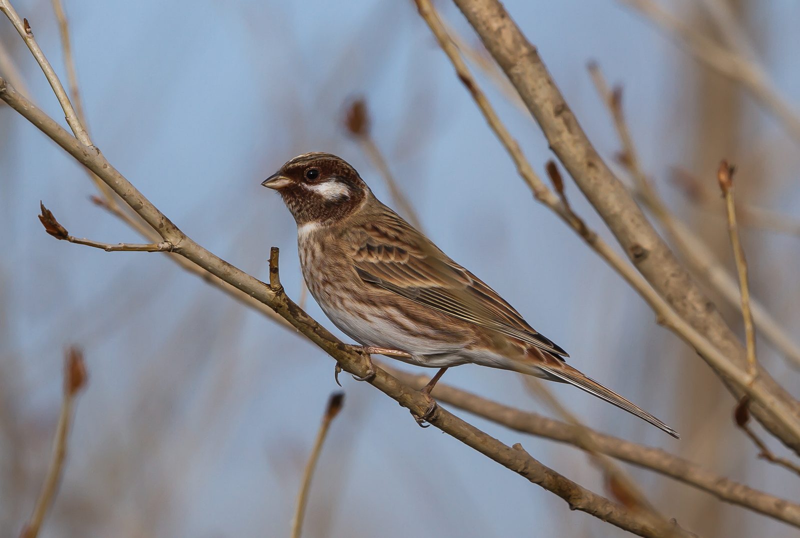 Pine Bunting
