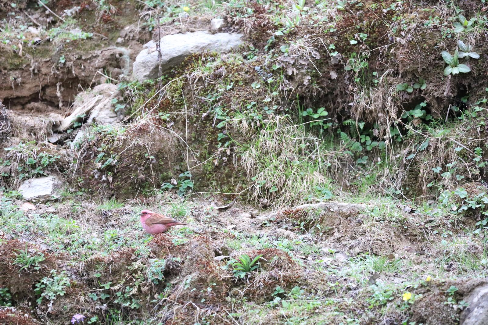 Pink-browed Rosefinch