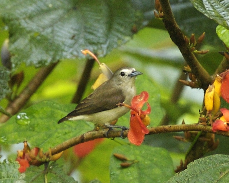 Plain Flowerpecker