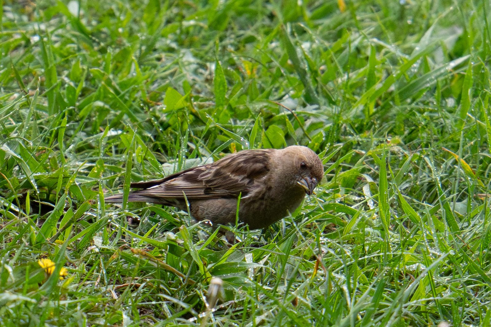 Plain Mountain Finch