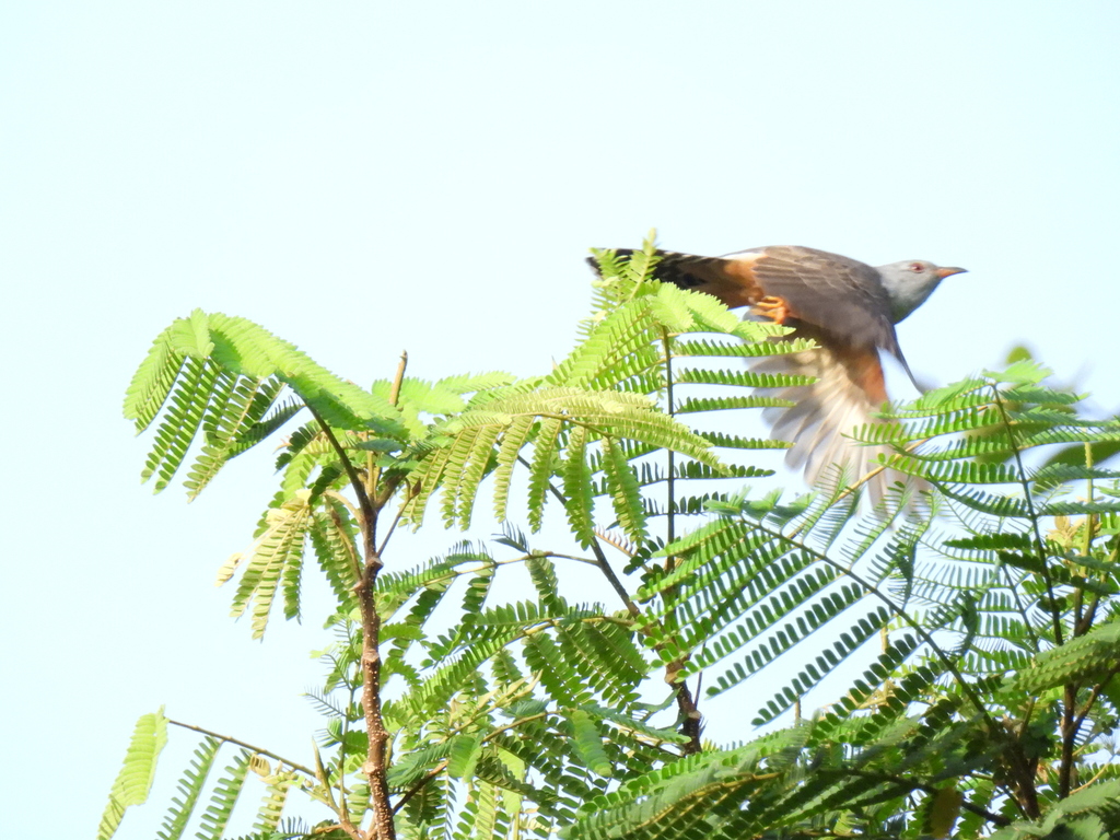 Plaintive Cuckoo