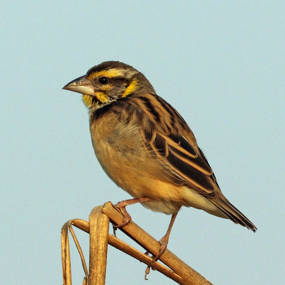 Black-breasted Weaver