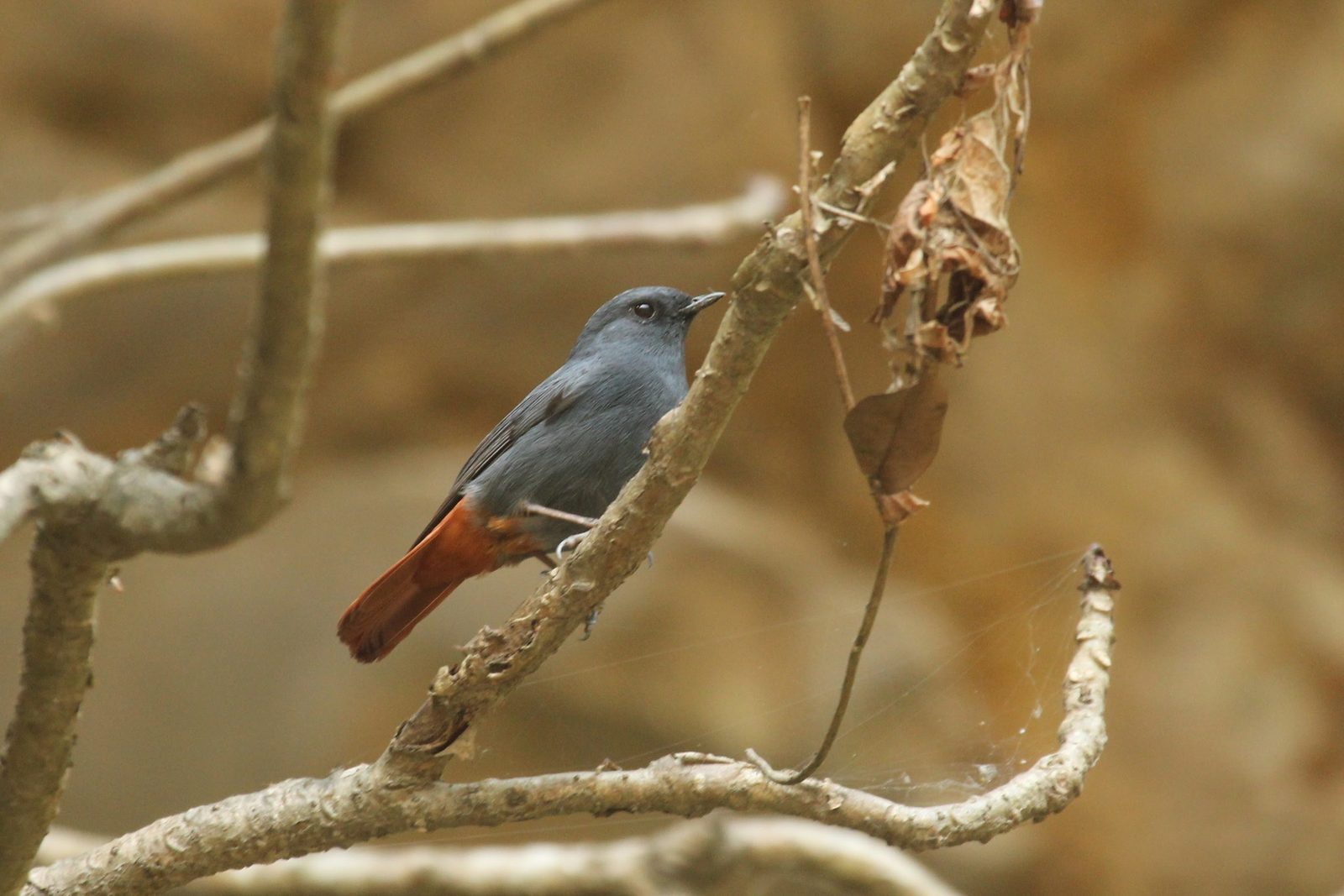 Plumbeous Water Redstart