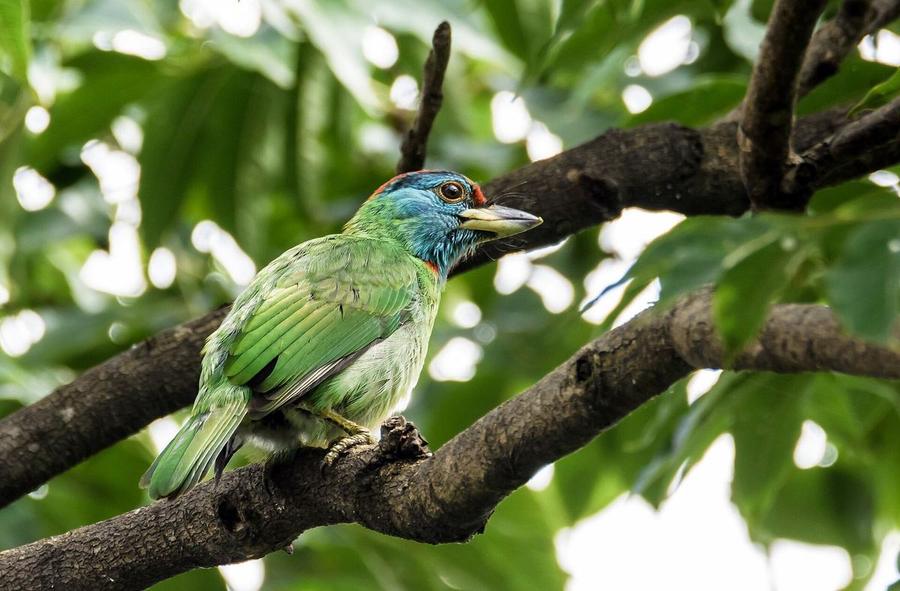 Blue-throated Barbet
