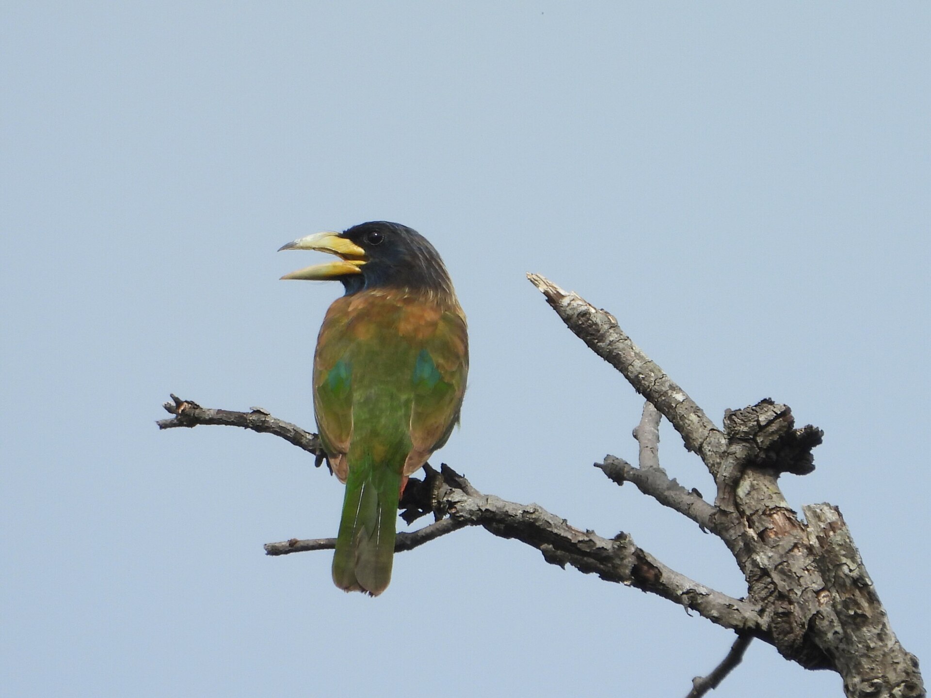Great Barbet