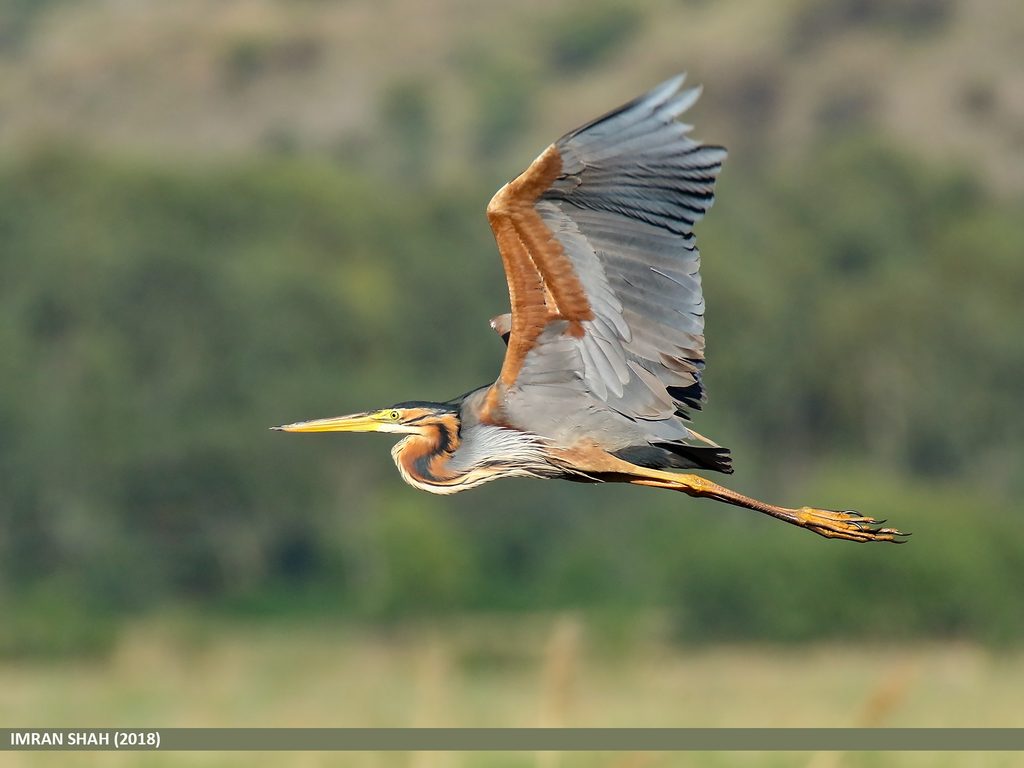 Purple Heron