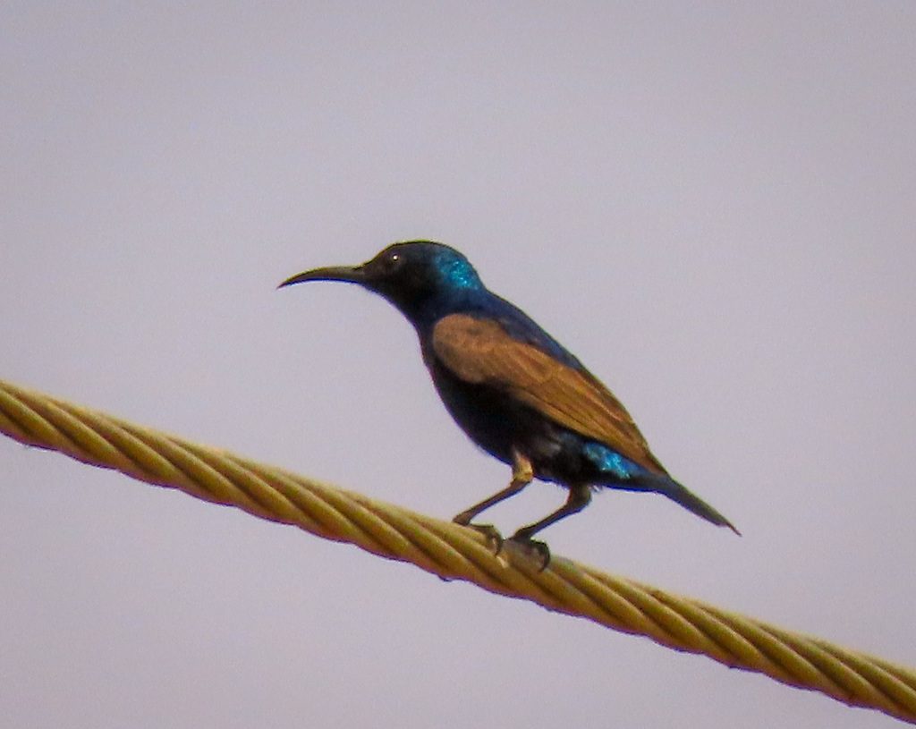 Purple Sunbird
