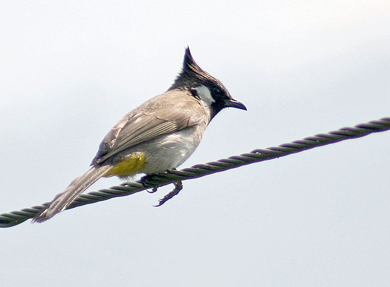 Himalayan Bulbul