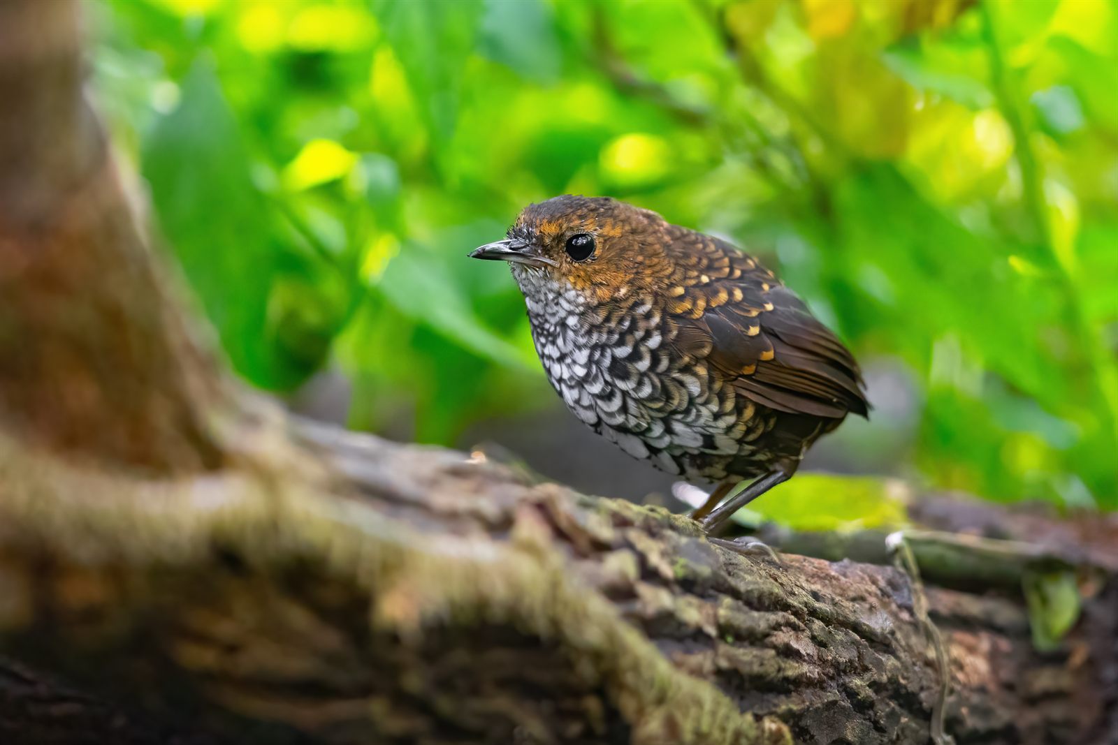 Pygmy Cupwing
