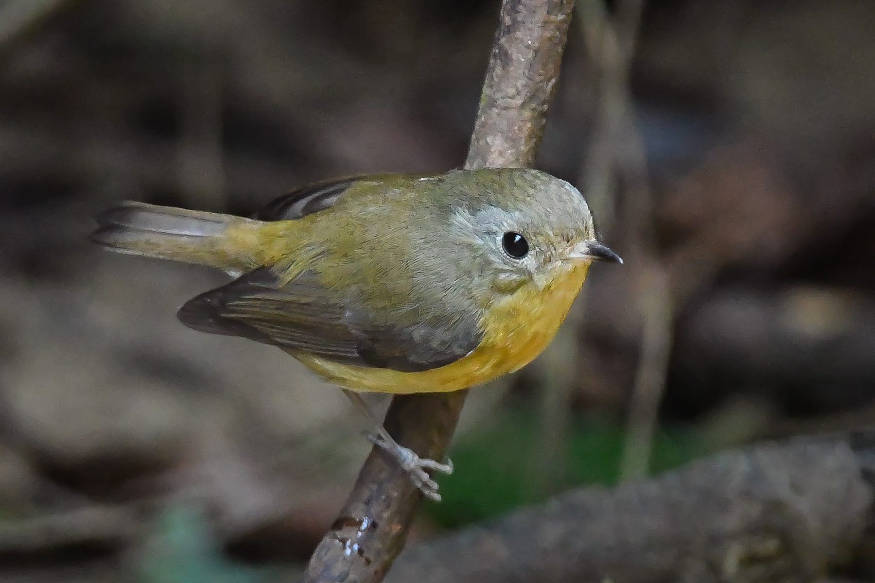 Pygmy Flycatcher