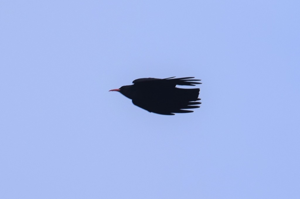 Red-billed Chough