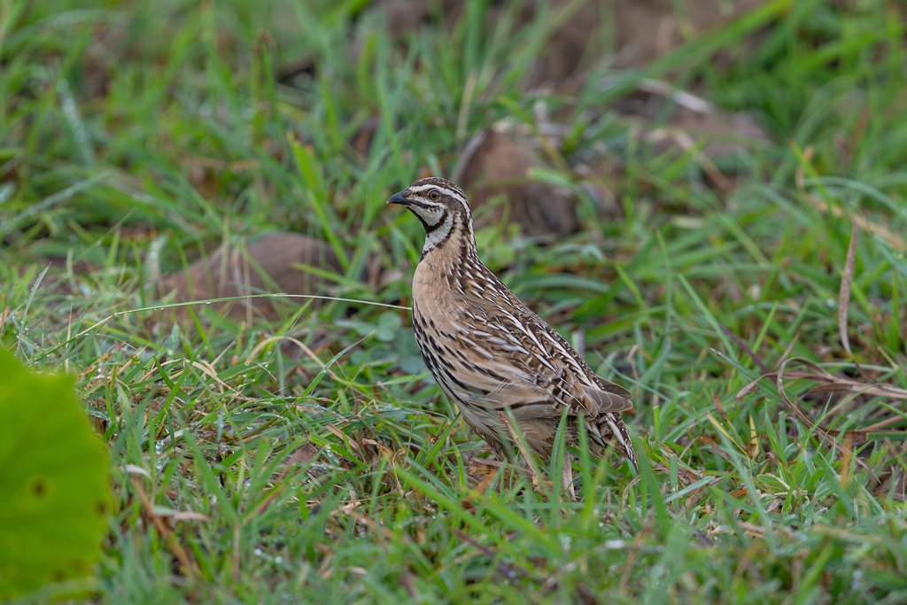 Rain Quail