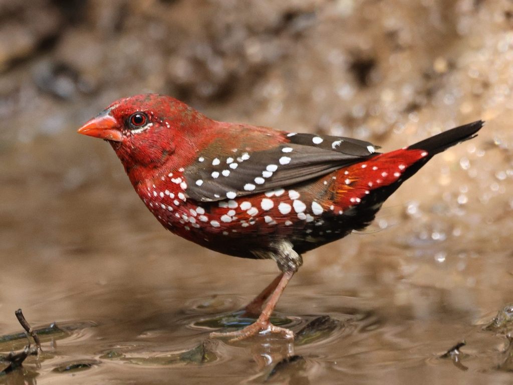 Red Avadavat