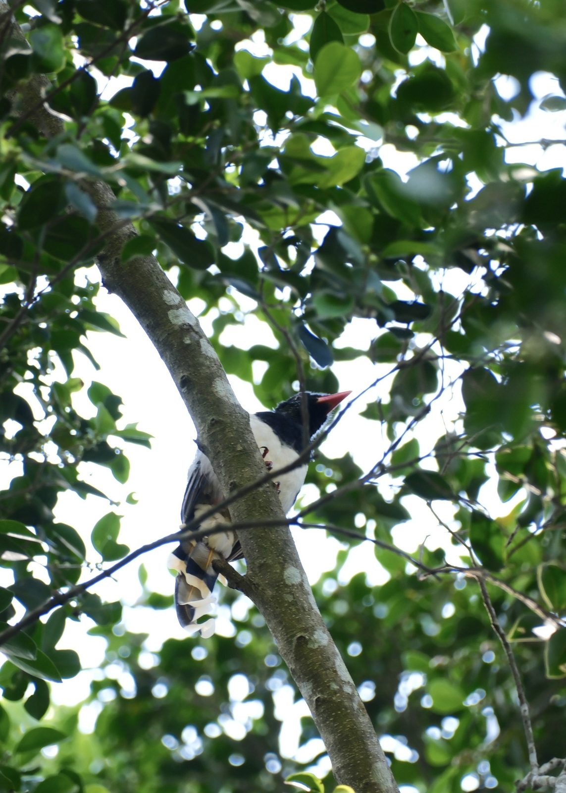 Red-billed Blue Magpie