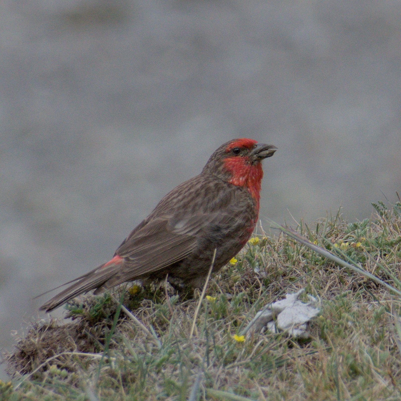 Red-fronted Rosefinch