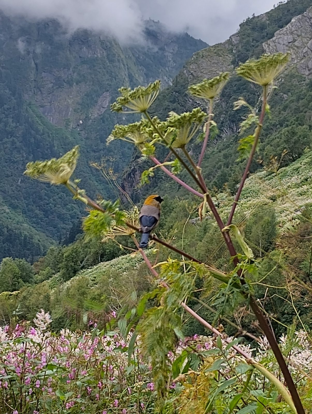 Red-headed Bullfinch