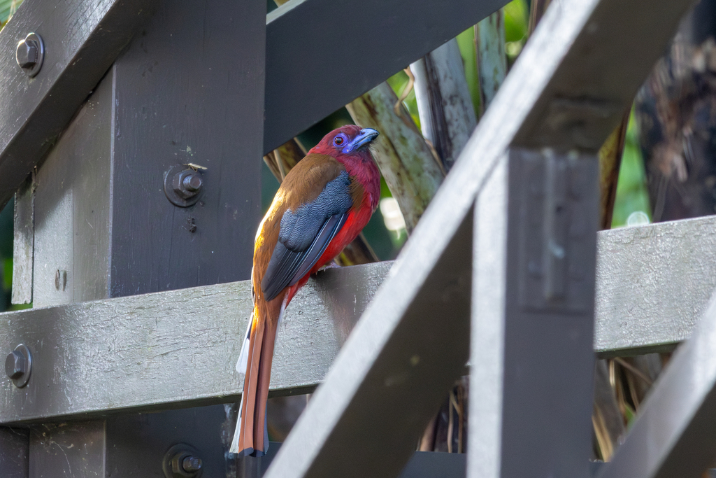 Red-headed Trogon