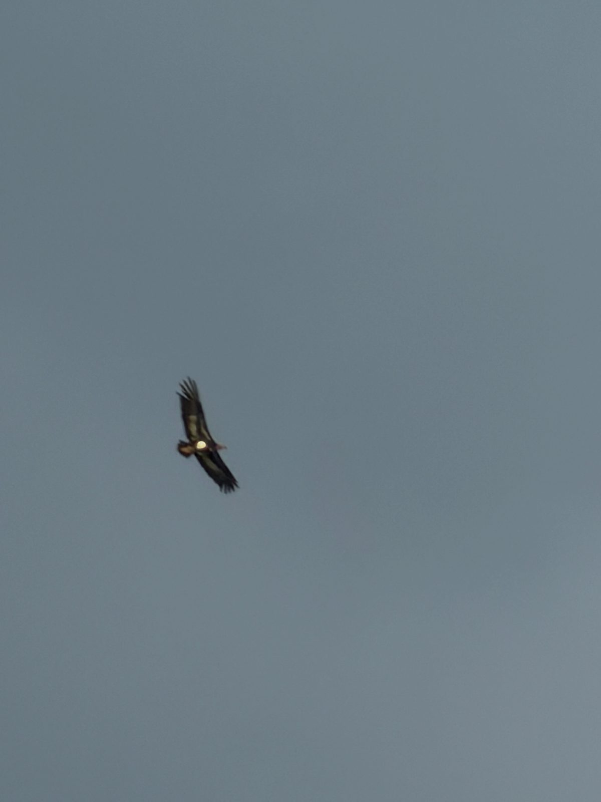 Red-headed Vulture