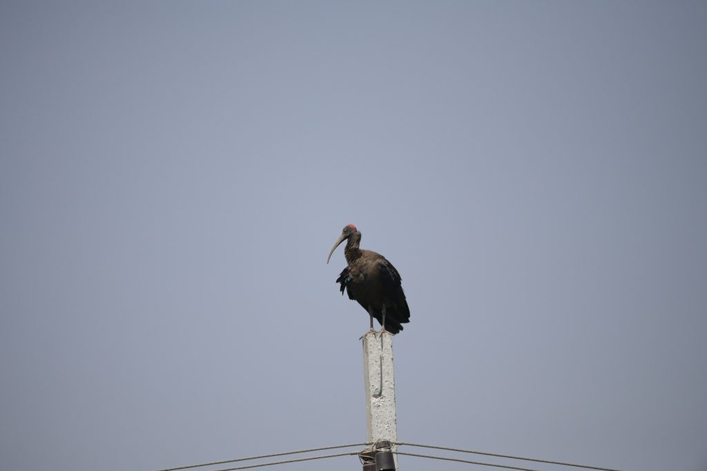 Red-naped Ibis