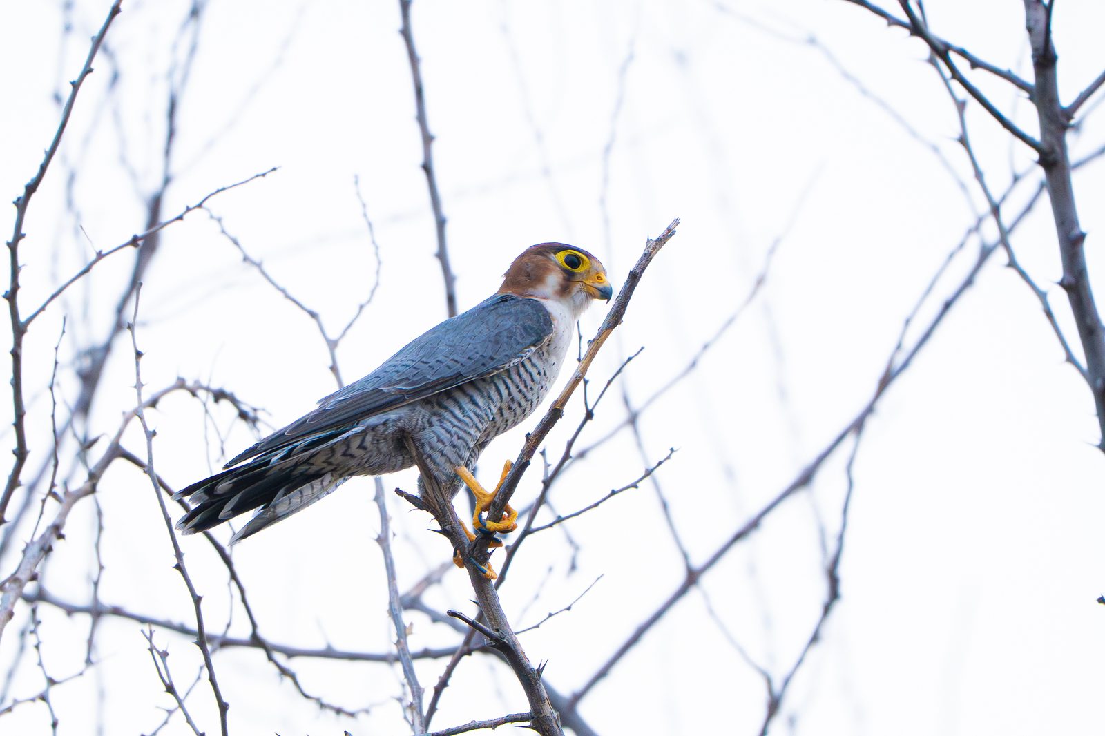 Red-necked Falcon