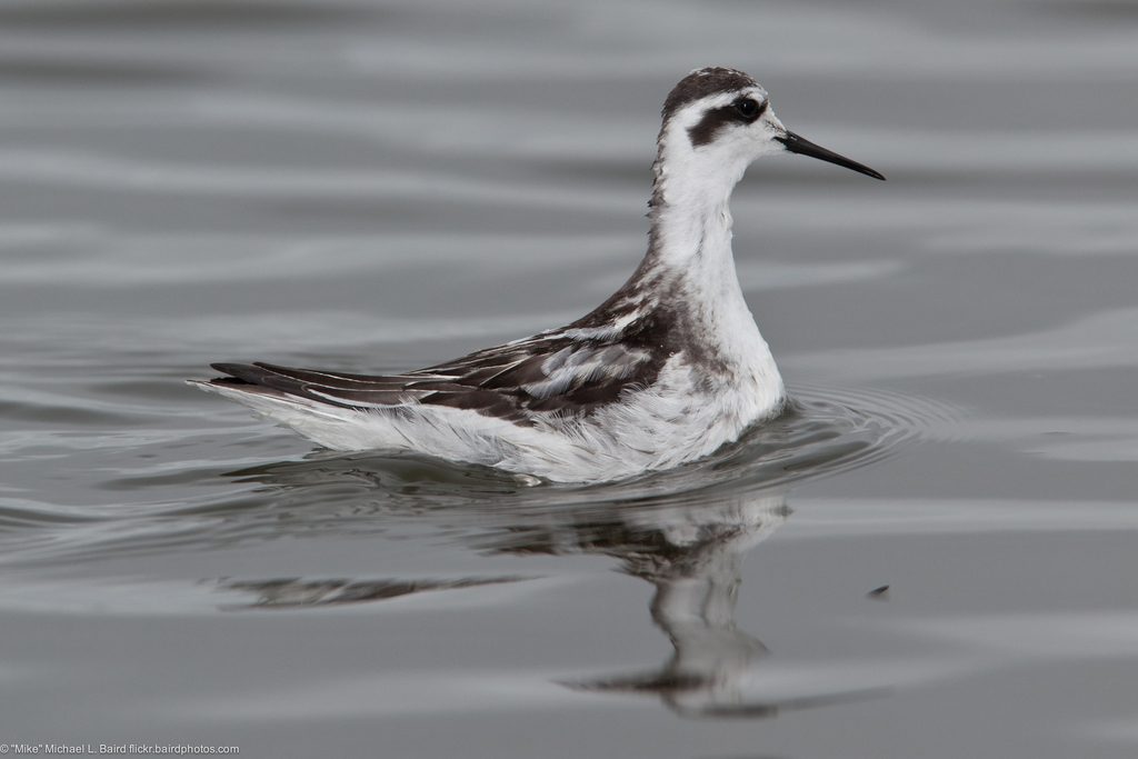 Red-necked Phalarope
