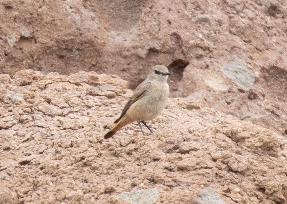 Red-tailed Wheatear
