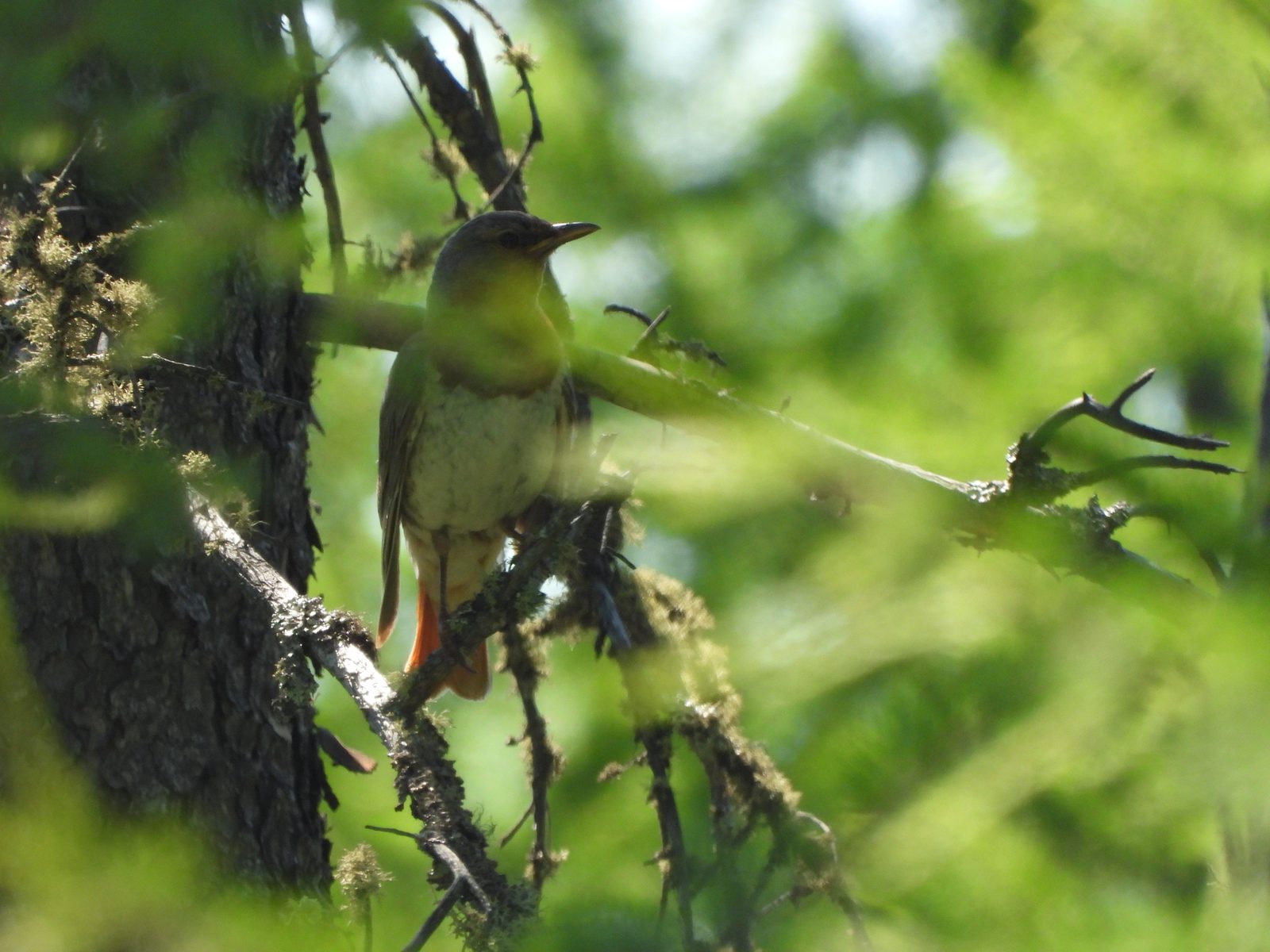 Red-throated Thrush