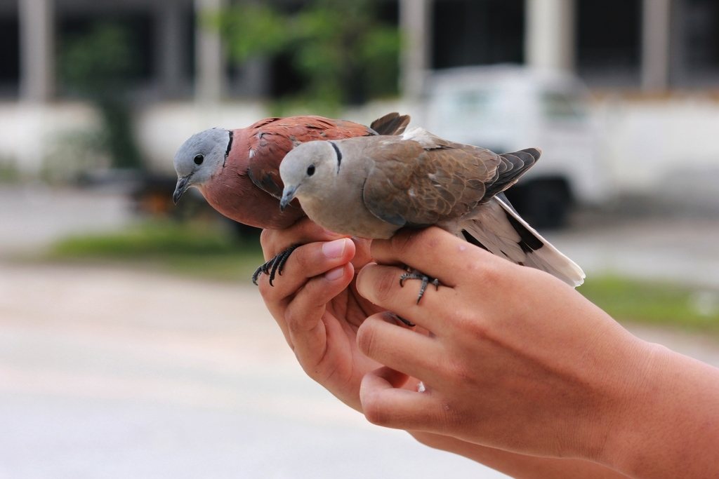 Red Turtle-dove